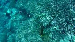 Nusa Lembongan - Big Black Fish & Feeding Fishies