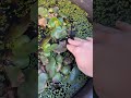 呼吸できない!!!水槽の水がまた凍ってしまった!!!