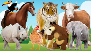 Wild Animal Sounds: Hippo, Tiger, Rabbit, Zebra, Dog, Bear, Cat, Panda, Lion, Birds, Cow, Turtle
