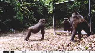 Young Gorillas Learning In The Mirror - Miroir En Forêt (9) Son Apprentissage Par De Jeunes Gorilles