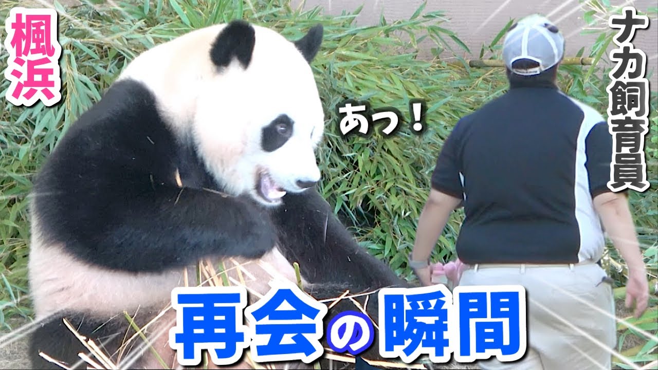 【パンダアイドル楓浜】ナカ飼育員を探すふうひんにキュンキュンした日🐼