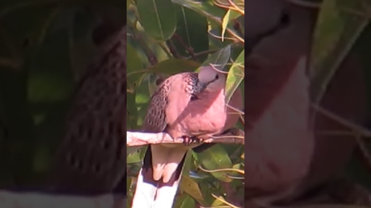 Bird Species That Live In Asia shorts birds Animal YouTube Bird Species That Live In Asia shorts birds Animal YouTube