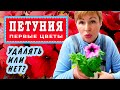 🌸🏵ПЕТУНИЯ! Обрывать или нет первые цветочки?когда заканчиваем формировать кустик?хлороз?