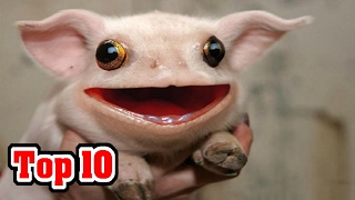 Top 10 CREATURES You Didn't Know EXISTED -