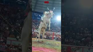 #Reto BERLÍN vs MASCOTA DE JALISCO Rancho los Destructores en el Relicario de Morelia 6 Agosto 2023