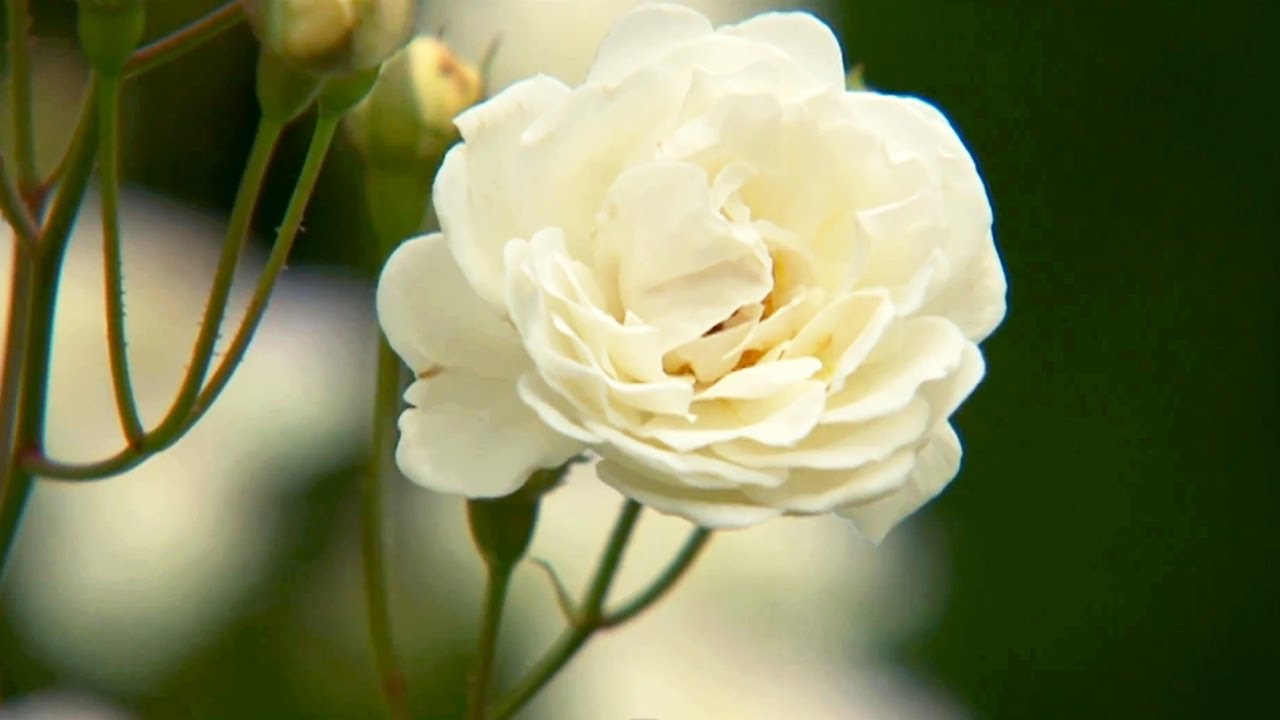Companion Plants for Roses | P. Allen Smith Classics - YouTube
