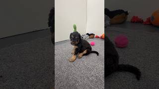 Phantom female Bernedoodle puppy