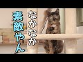 【歓喜】部屋の一角にキャットタワーが設備されて嬉しい猫