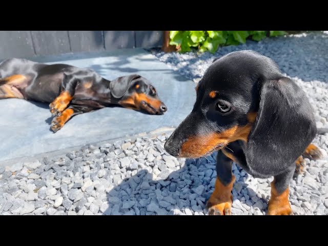 Dachshunds enjoy the sun.