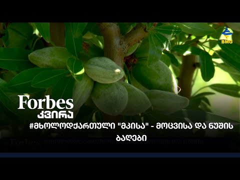 #Forbesკვირა - #მხოლოდქართული \"მკისა\" - მოცვისა და ნუშის ბაღები;