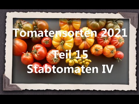 Video: Tomaten Boom. Waardevolle Eigendommen