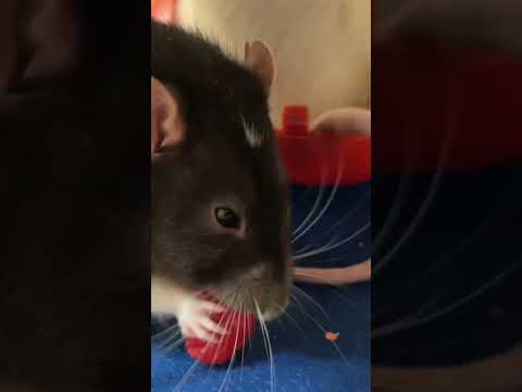 Крысы привередливые товарищи. #rats #крысы