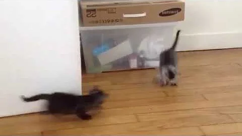 Watch the video about Egyptian mau kittens playing