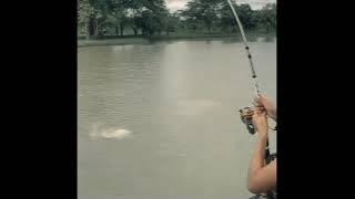 story wa info geger geden | Story mancing