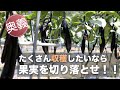 ナスの管理【農家が教える】もっとたくさん、もっと美味しい育て方