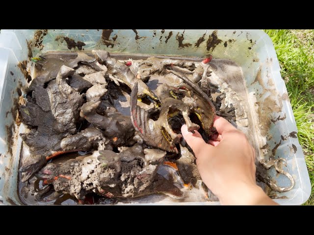 Jeremy Cleans Muddy Mystery Animals | Dinosaurs, Lizards, Cheetah and more fun animals! class=