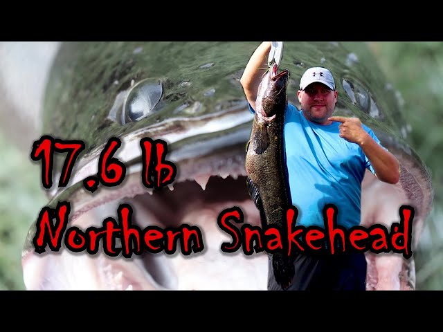 Leesylvania State Park - Aquatic Monsters: Snakehead Fishing on Canoes Join  us as we paddle up Powell's Creek, get to learn about the invasive Northern  Snakehead fish and learn some of the