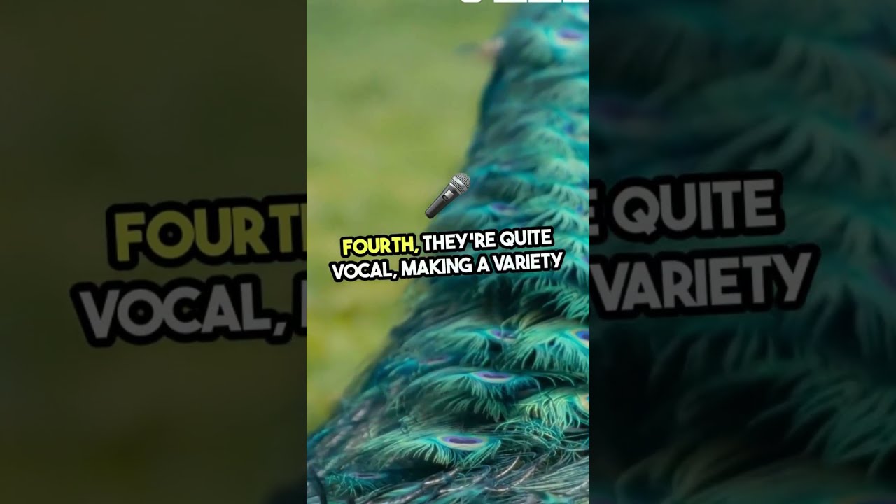 5 Fascinating Facts About Peacocks 