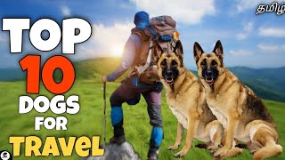 Top 10 dogs for travel | friendly | Cute | energetic | funny