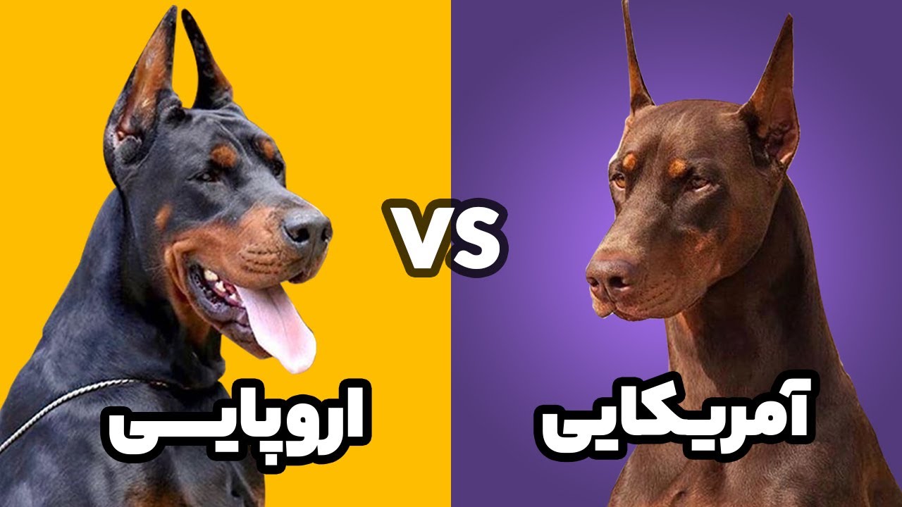 تیپ های مختلف نژاد سگ | از سگ دوبرمن تا ژرمن شپرد