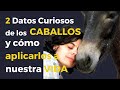 2 datos curiosos de los caballos que debes saber y cómo puedes aplicarlos a tu vida