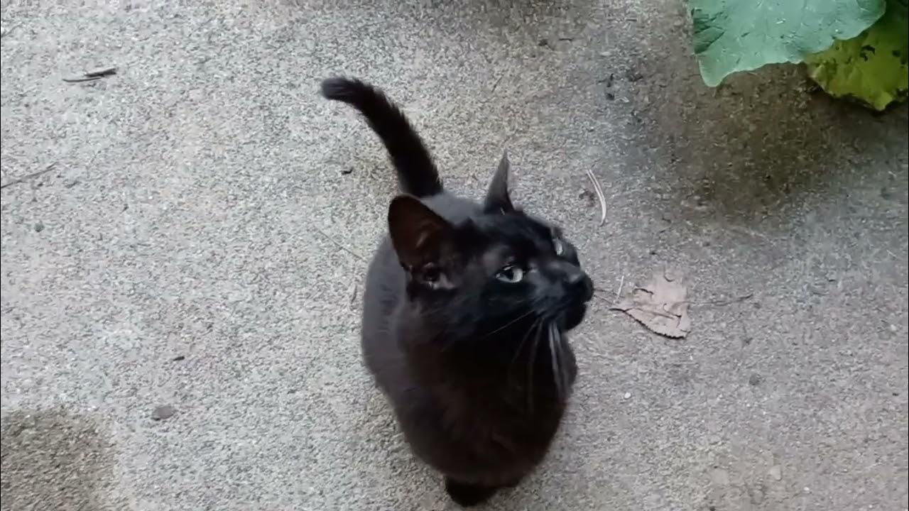 ricky-the-cat-meows-loudly-for-pets-youtube