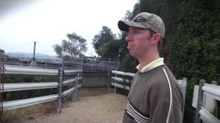 20012 - Equine Studies - Melbourne Polytechnic - Walking