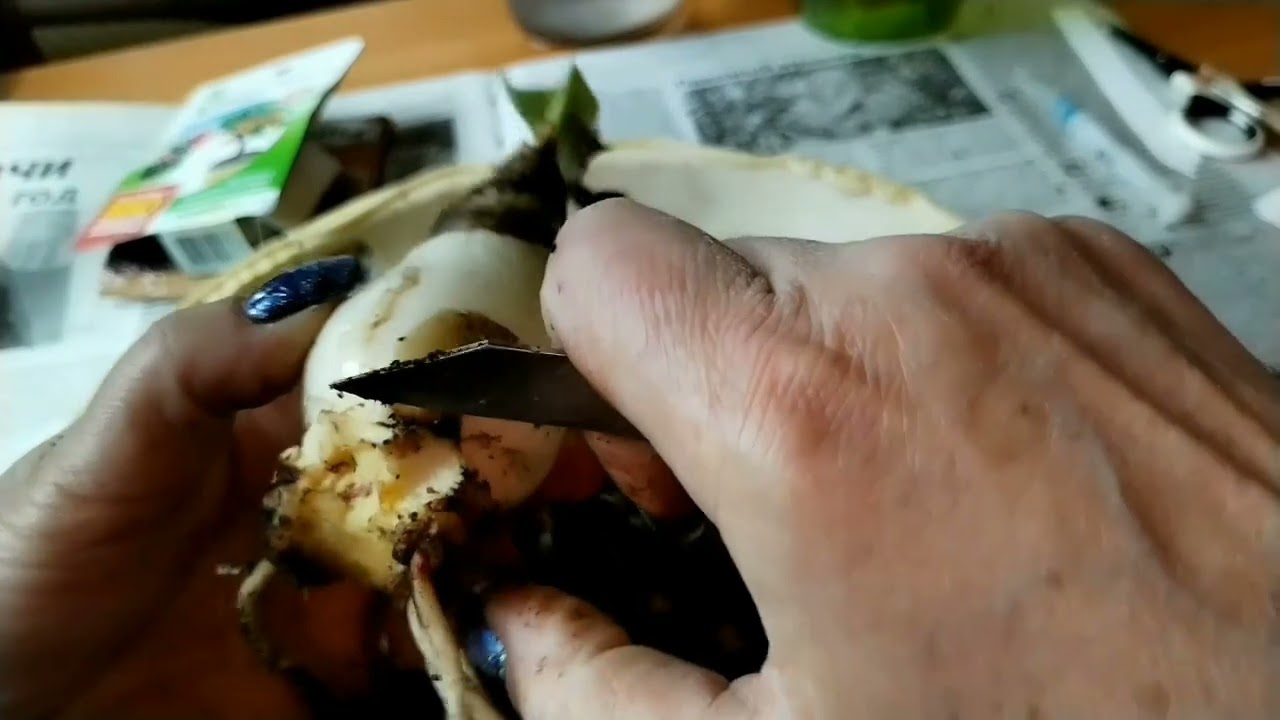 Гниль в донце😢. Операция, реанимация.