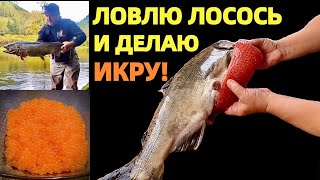 видео: ИКРА - КРАСНОЕ ЗОЛОТО ОТ ПРИРОДЫ К СТОЛУ. РЫБАЛКА В США. КАК ДЕЛАТЬ КРАСНУЮ ИКРУ. КОРОЛЕВСКИЙ ЛОСОСЬ картинка: ИКРА - КРАСНОЕ ЗОЛОТО ОТ ПРИРОДЫ К СТОЛУ. РЫБАЛКА В США. КАК ДЕЛАТЬ КРАСНУЮ ИКРУ. КОРОЛЕВСКИЙ ЛОСОСЬ