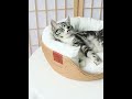 手工編織四季圓形寵物窩 藤編貓窩 貓床 睡墊 深度睡眠 product youtube thumbnail