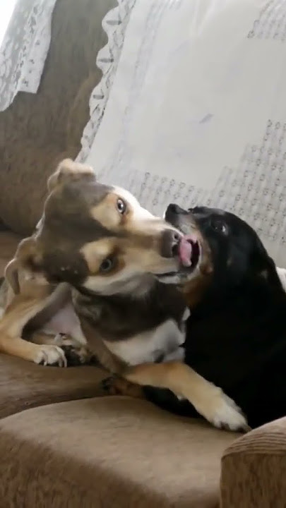 O maior beijo de língua já registrado entre cães.