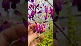 Download Lagu Debdro yang satu ini klo berbunga selalu kemruyuk #orchid #bicaraanggrek #bicaraanggrek #flowers MP3