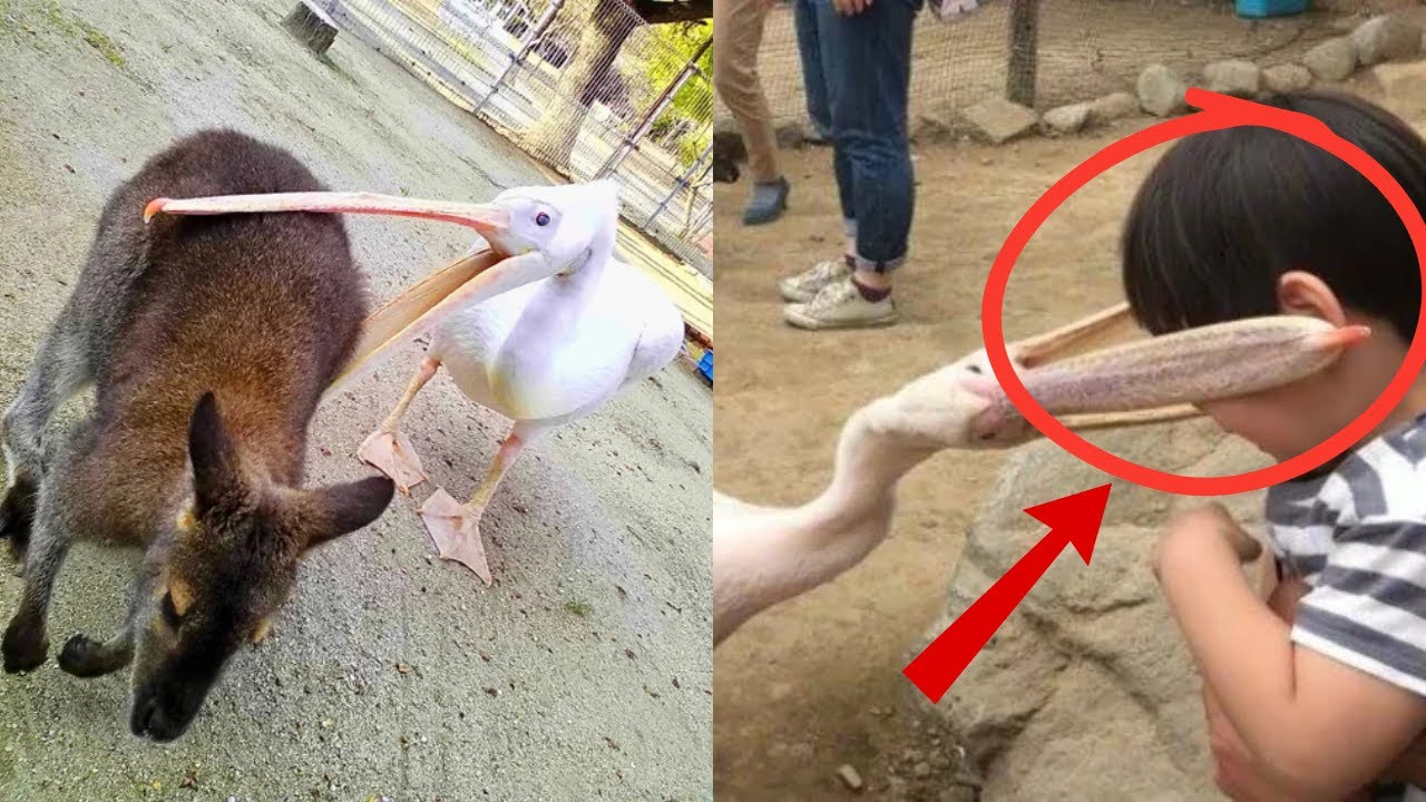 Why Pelicans Try To Eat Everything That Fits In Their Beak Weird why-pelicans-try-to-eat-everything-that-fits-in-their-beak-weird