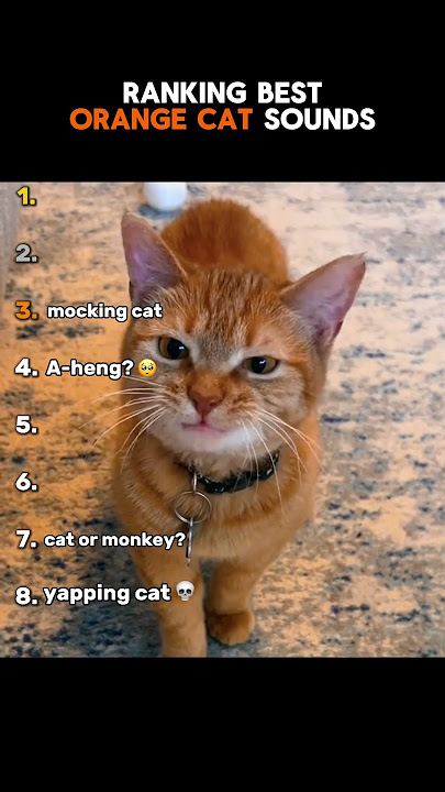 Ranking FUNNIEST Orange Cat Noises!😭🐈‍⬛