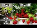 Easy 3 Methods Grow Strawberries at Home | How to grow strawberry plant