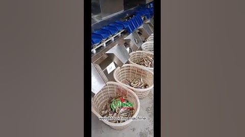 High speed fish seafood oyster weight sorting machine  #weighing #food #seafood #foodprocessing