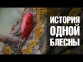 История одной блесны. Bigcat Fishing. [FishMasta.ru]