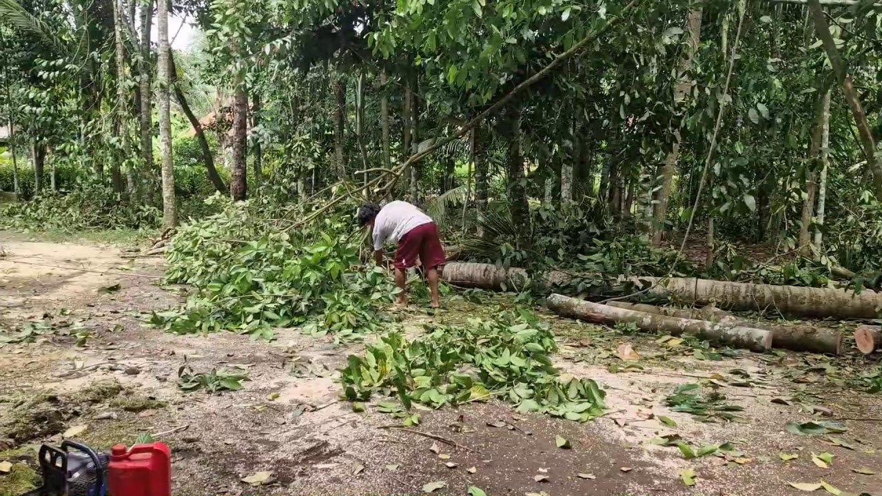SMART FARMER’S INCREDIBLE SKILL CUTTING TREE BRANCHES WITH A SUPER SHARP TOOL -Agriculture Gardening