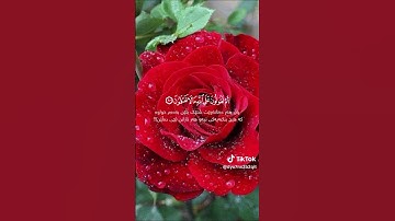 جمال الصوت وروعة الأداء.. تلاوة خاشعة