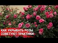 КАК УКРЫВАТЬ РОЗЫ. Советуют практики