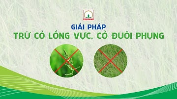 Giải pháp trừ cỏ lồng vực | cỏ đuôi phụng trong ruộng lúa