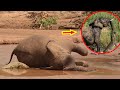 非洲公象在河邊喝水，慘遭鱷魚逆襲獵殺，場面慘不忍睹！