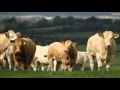 Runner up of the 2015 Irish Charolais Cattle Society suckler herds competition