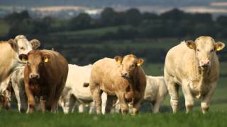 Runner up of the 2015 Irish Charolais Cattle Society suckler herds competition