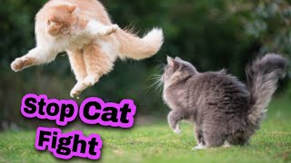 How to Stop Cat's Fighting | Why Cats Fight