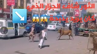 الثور يلحق الجزار الذي يريد يذبحة #مضحكة الجزاء الاول