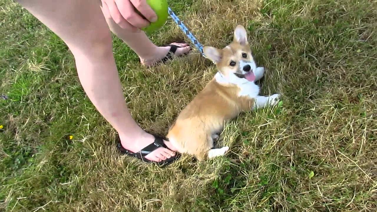 12 week old corgi puppy