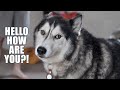 Husky Asks How Family Is &amp; Hums A Cute Song!