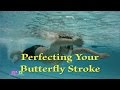 Perfecting your butterfly stroke and timing  swimcycleruncoach