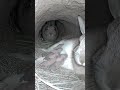 Rabbit Family S Morning In The Burrow mp3